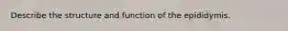 Describe the structure and function of the epididymis.