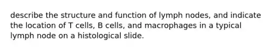 describe the structure and function of lymph nodes, and indicate the location of T cells, B cells, and macrophages in a typical lymph node on a histological slide.