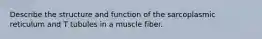 Describe the structure and function of the sarcoplasmic reticulum and T tubules in a muscle fiber.