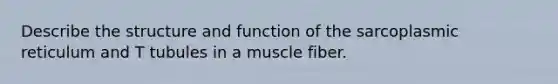 Describe the structure and function of the sarcoplasmic reticulum and T tubules in a muscle fiber.