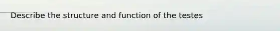 Describe the structure and function of the testes