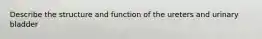 Describe the structure and function of the ureters and urinary bladder