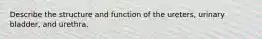 Describe the structure and function of the ureters, urinary bladder, and urethra.