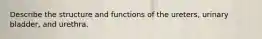 Describe the structure and functions of the ureters, urinary bladder, and urethra.