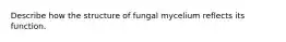 Describe how the structure of fungal mycelium reflects its function.