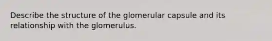 Describe the structure of the glomerular capsule and its relationship with the glomerulus.