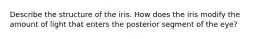 Describe the structure of the iris. How does the iris modify the amount of light that enters the posterior segment of the eye?