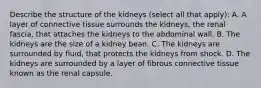 Describe the structure of the kidneys (select all that apply): A. A layer of connective tissue surrounds the kidneys, the renal fascia, that attaches the kidneys to the abdominal wall. B. The kidneys are the size of a kidney bean. C. The kidneys are surrounded by fluid, that protects the kidneys from shock. D. The kidneys are surrounded by a layer of fibrous connective tissue known as the renal capsule.