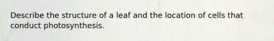 Describe the structure of a leaf and the location of cells that conduct photosynthesis.