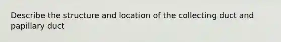 Describe the structure and location of the collecting duct and papillary duct