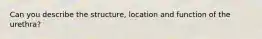 Can you describe the structure, location and function of the urethra?