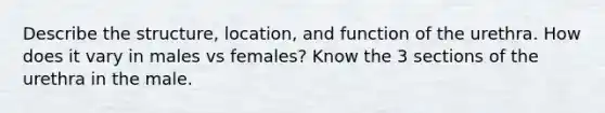 Describe the structure, location, and function of the urethra. How does it vary in males vs females? Know the 3 sections of the urethra in the male.