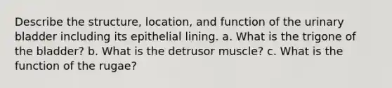 Describe the structure, location, and function of the urinary bladder including its epithelial lining. a. What is the trigone of the bladder? b. What is the detrusor muscle? c. What is the function of the rugae?