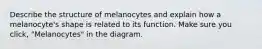 Describe the structure of melanocytes and explain how a melanocyte's shape is related to its function. Make sure you click, "Melanocytes" in the diagram.