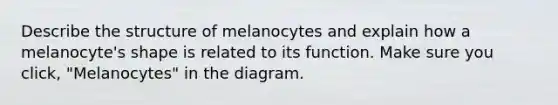 Describe the structure of melanocytes and explain how a melanocyte's shape is related to its function. Make sure you click, "Melanocytes" in the diagram.