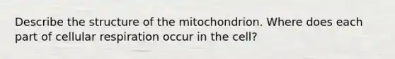 Describe the structure of the mitochondrion. Where does each part of cellular respiration occur in the cell?