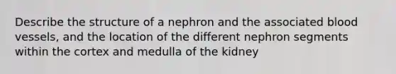 Describe the structure of a nephron and the associated blood vessels, and the location of the different nephron segments within the cortex and medulla of the kidney