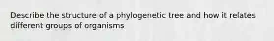 Describe the structure of a phylogenetic tree and how it relates different groups of organisms