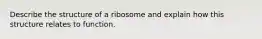 Describe the structure of a ribosome and explain how this structure relates to function.