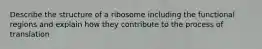 Describe the structure of a ribosome including the functional regions and explain how they contribute to the process of translation