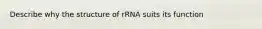 Describe why the structure of rRNA suits its function