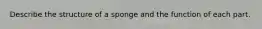 Describe the structure of a sponge and the function of each part.