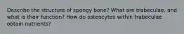 Describe the structure of spongy bone? What are trabeculae, and what is their function? How do osteocytes within trabeculae obtain nutrients?