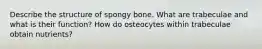 Describe the structure of spongy bone. What are trabeculae and what is their function? How do osteocytes within trabeculae obtain nutrients?