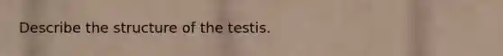 Describe the structure of the testis.