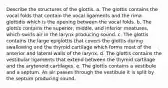 Describe the structures of the glottis. a. The glottis contains the vocal folds that contain the vocal ligaments and the rima glottidis which is the opening between the vocal folds. b. The glottis contains the superior, middle, and inferior meatuses, which swirls air in the larynx producing sound. c. The glottis contains the large epiglottis that covers the glottis during swallowing and the thyroid cartilage which forms most of the anterior and lateral walls of the larynx. d. The glottis contains the vestibular ligaments that extend between the thyroid cartilage and the arytenoid cartilages. e. The glottis contains a vestibule and a septum. As air passes through the vestibule it is split by the septum producing sound.