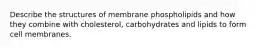 Describe the structures of membrane phospholipids and how they combine with cholesterol, carbohydrates and lipids to form cell membranes.