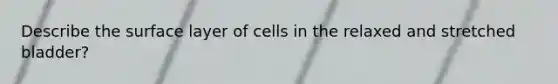 Describe the surface layer of cells in the relaxed and stretched bladder?