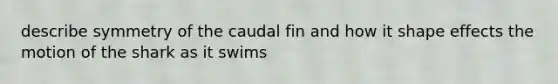 describe symmetry of the caudal fin and how it shape effects the motion of the shark as it swims