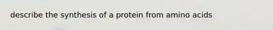 describe the synthesis of a protein from amino acids