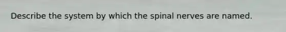 Describe the system by which the spinal nerves are named.