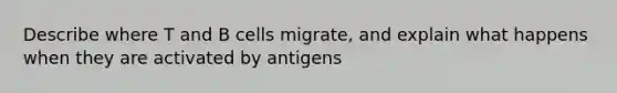 Describe where T and B cells migrate, and explain what happens when they are activated by antigens