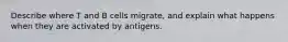 Describe where T and B cells migrate, and explain what happens when they are activated by antigens.