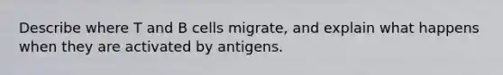 Describe where T and B cells migrate, and explain what happens when they are activated by antigens.