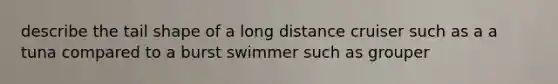 describe the tail shape of a long distance cruiser such as a a tuna compared to a burst swimmer such as grouper