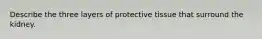 Describe the three layers of protective tissue that surround the kidney.