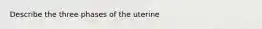 Describe the three phases of the uterine