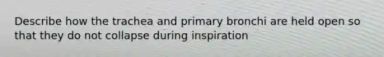 Describe how the trachea and primary bronchi are held open so that they do not collapse during inspiration