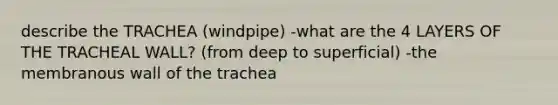 describe the TRACHEA (windpipe) -what are the 4 LAYERS OF THE TRACHEAL WALL? (from deep to superficial) -the membranous wall of the trachea