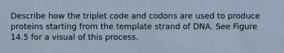 Describe how the triplet code and codons are used to produce proteins starting from the template strand of DNA. See Figure 14.5 for a visual of this process.