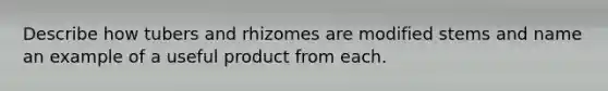 Describe how tubers and rhizomes are modified stems and name an example of a useful product from each.