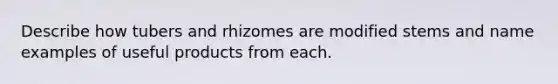 Describe how tubers and rhizomes are modified stems and name examples of useful products from each.