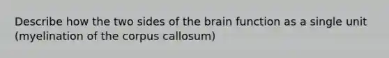 Describe how the two sides of the brain function as a single unit (myelination of the corpus callosum)