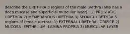 describe the URETHRA 3 regions of the male urethra (also has a deep mucosa and superficial muscular layer) : 1) PROSTATIC URETHRA 2) MEMBRANOUS URETHRA 3) SPONGY URETHRA 3 regions of female urethra: 1) EXTERNAL URETHRAL ORIFICE 2) MUCOSA -EPITHELIUM -LAMINA PROPRIA 3) MUSCULAR LAYER