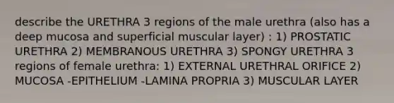 describe the URETHRA 3 regions of the male urethra (also has a deep mucosa and superficial muscular layer) : 1) PROSTATIC URETHRA 2) MEMBRANOUS URETHRA 3) SPONGY URETHRA 3 regions of female urethra: 1) EXTERNAL URETHRAL ORIFICE 2) MUCOSA -EPITHELIUM -LAMINA PROPRIA 3) MUSCULAR LAYER