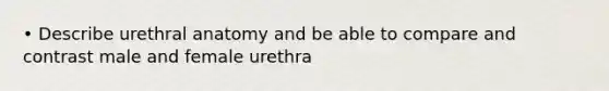 • Describe urethral anatomy and be able to compare and contrast male and female urethra